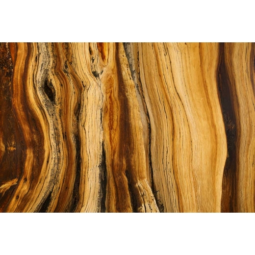 CA, White Mts Wilderness Bristlecone pine wood